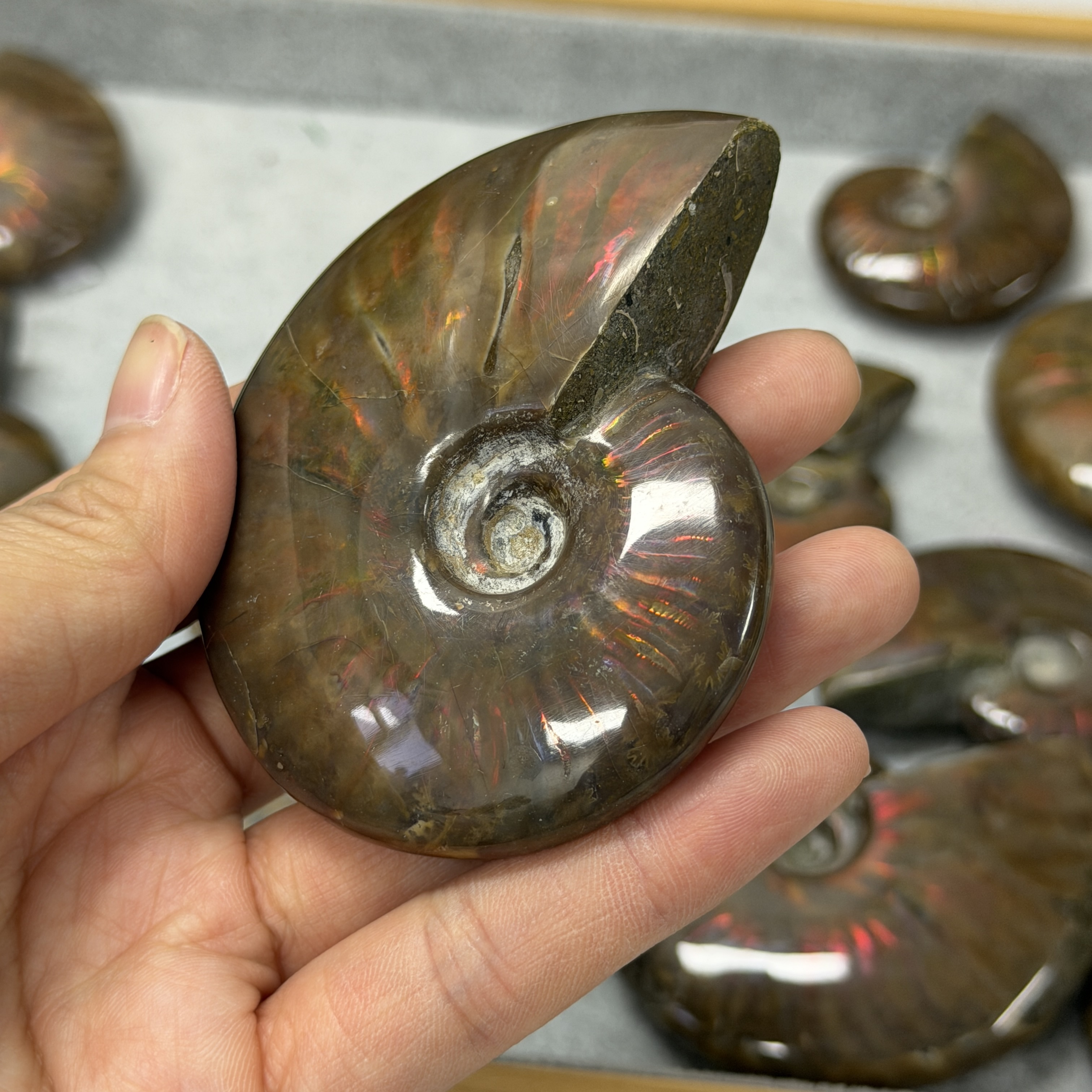 斑彩螺化石 AN1662