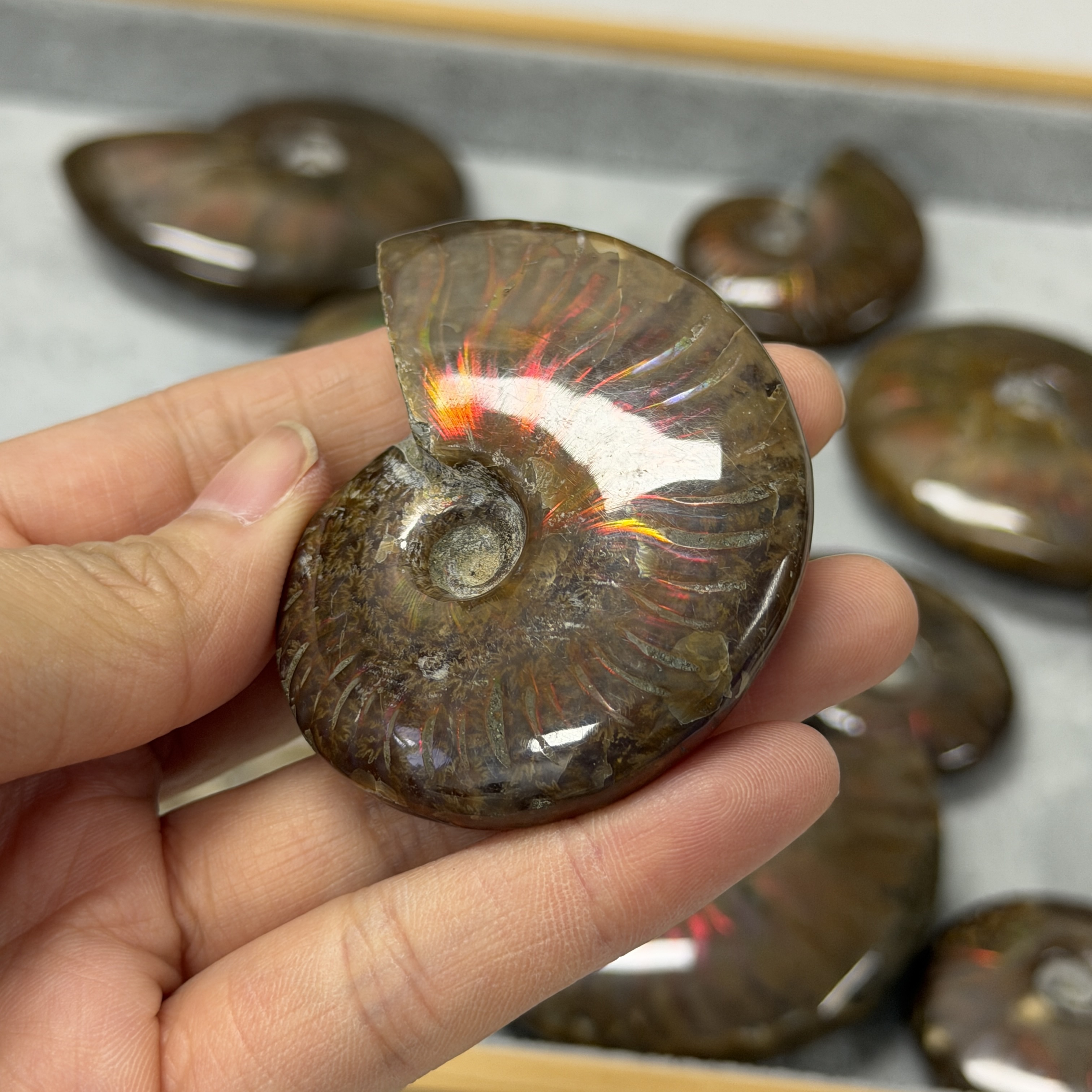 斑彩螺化石 AN1661