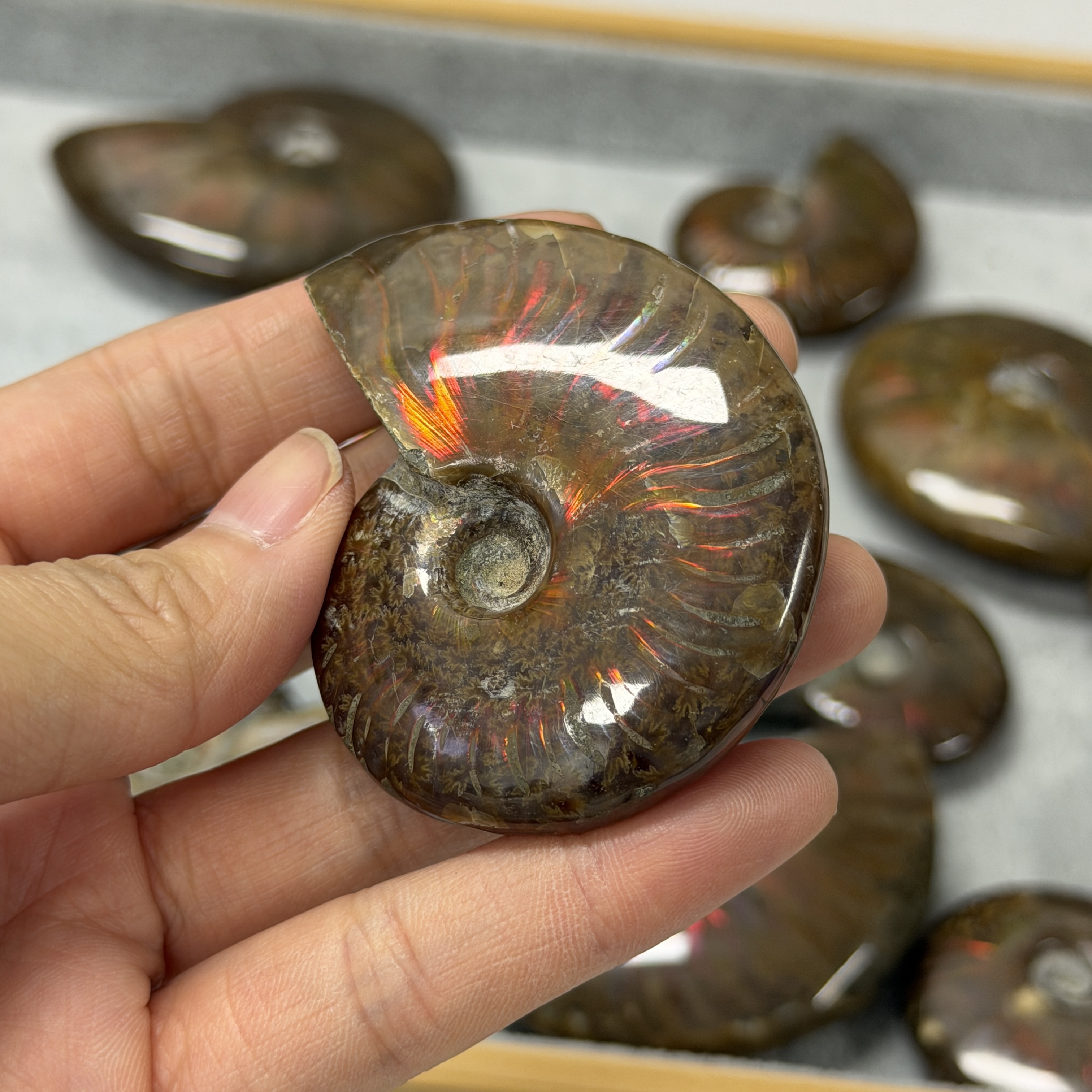 斑彩螺化石 AN1661