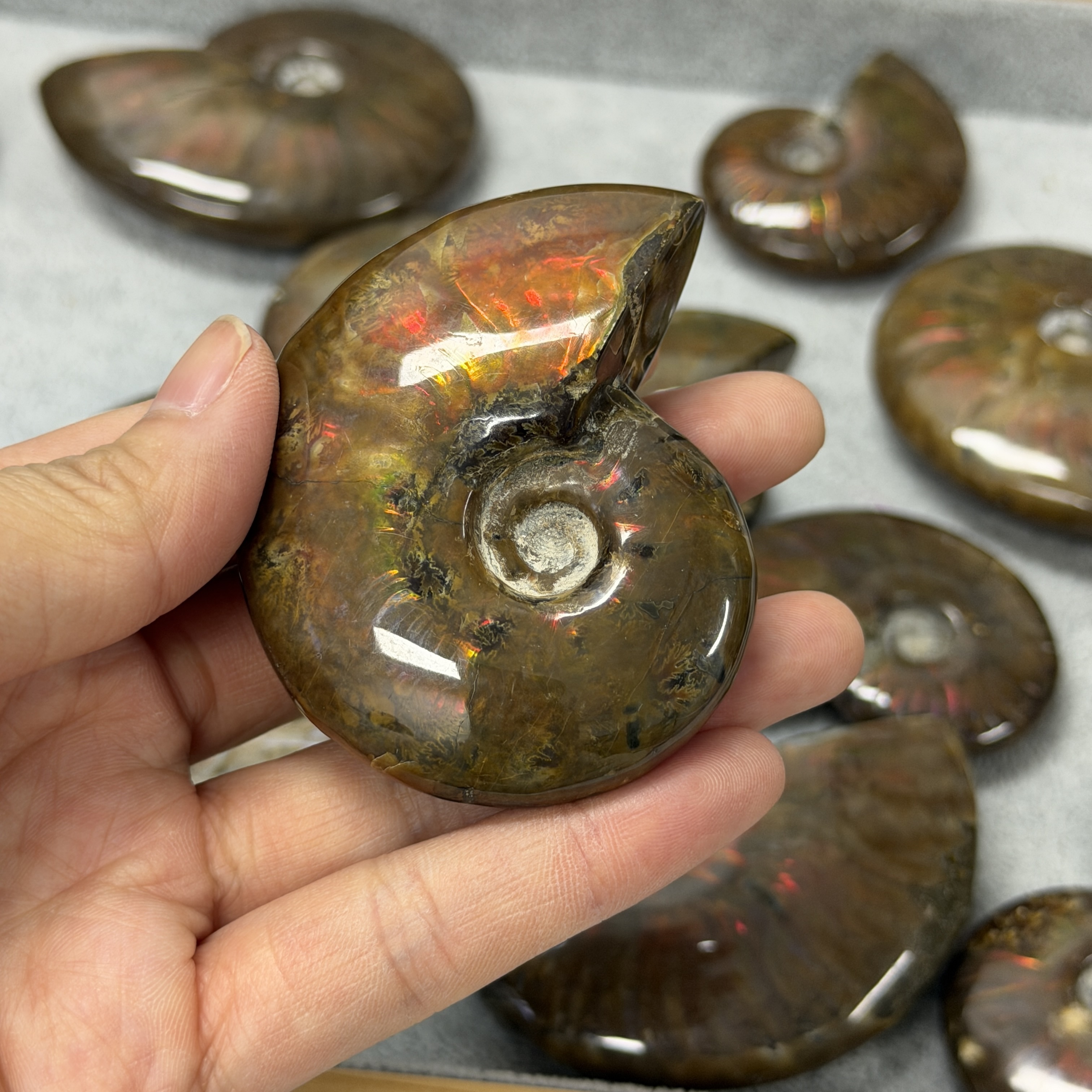 斑彩螺化石 AN1660