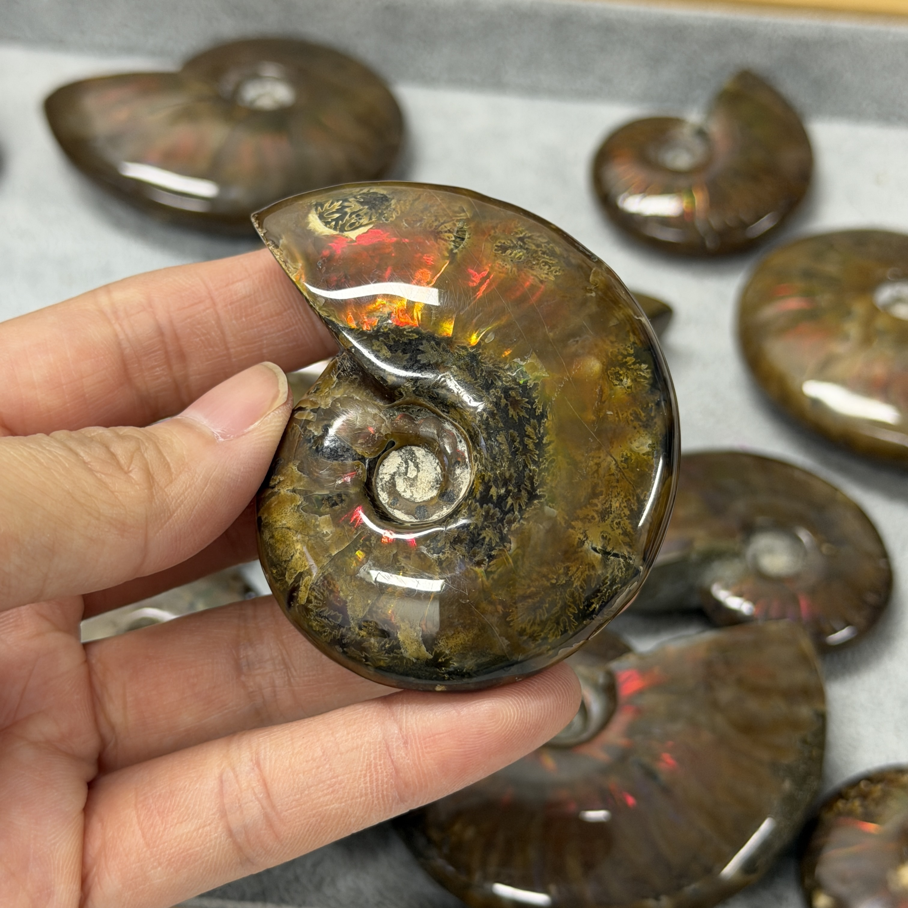 斑彩螺化石 AN1660