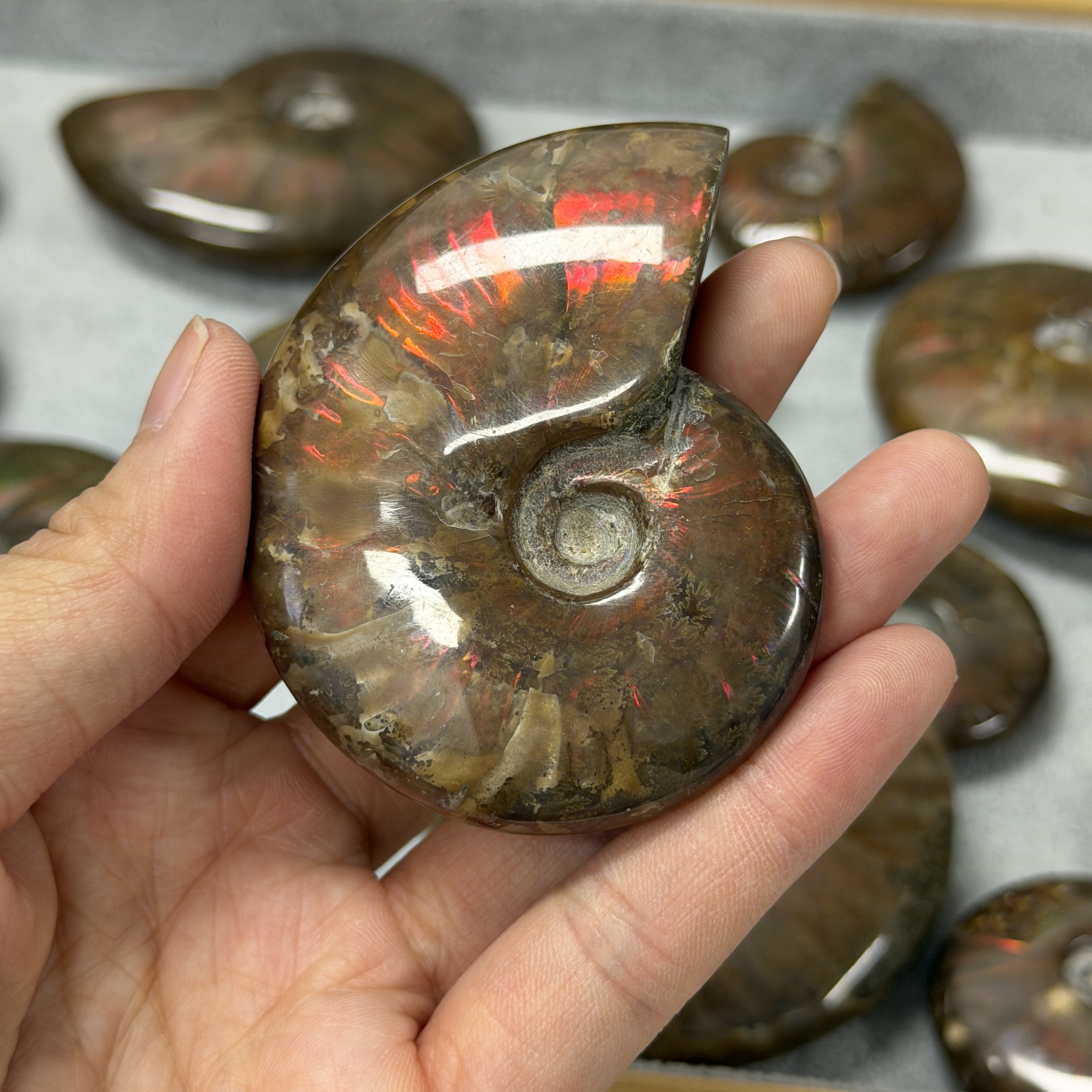 斑彩螺化石 AN1659