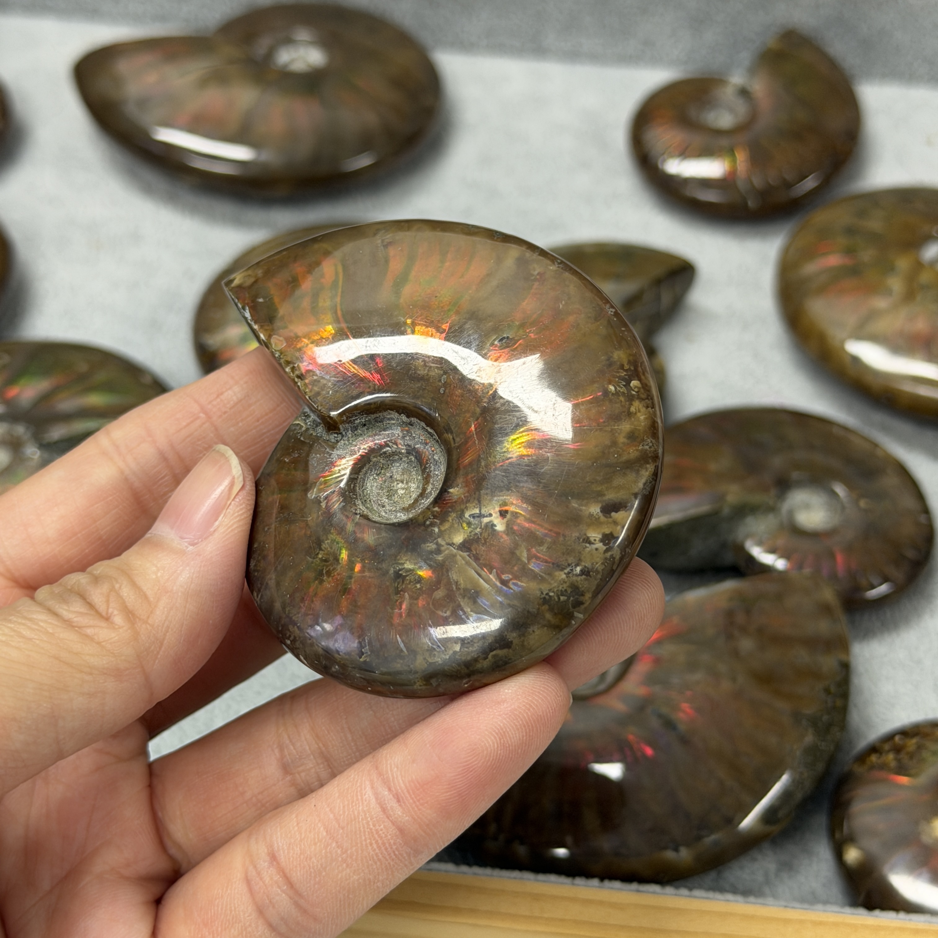 斑彩螺化石 AN1659