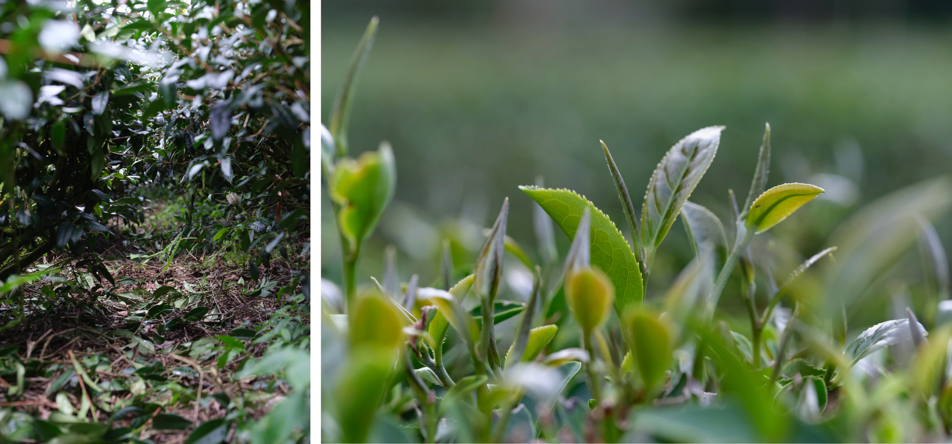 冉冉茶事「緋牡丹」白茶，嚴選南投竹山大鞍茶區野放十年的青心烏龍。捨棄傳統揉捻，僅以65度微火慢烘8小時帶走多餘水分與雜味，保留最純淨的台灣茶本質。