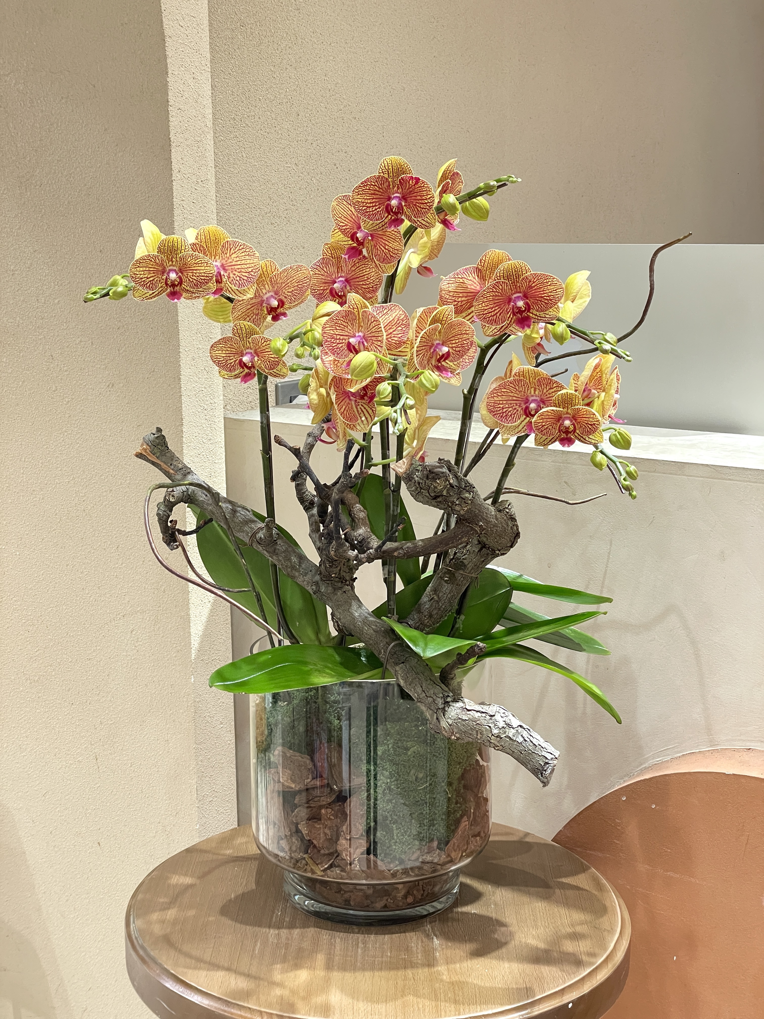 【現貨】蘭花-91