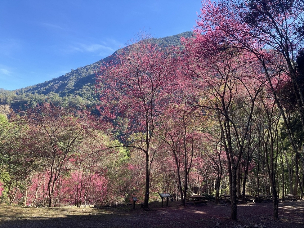 八仙山國家森林遊樂區四季皆有不同亮點,1–2月適合賞櫻。