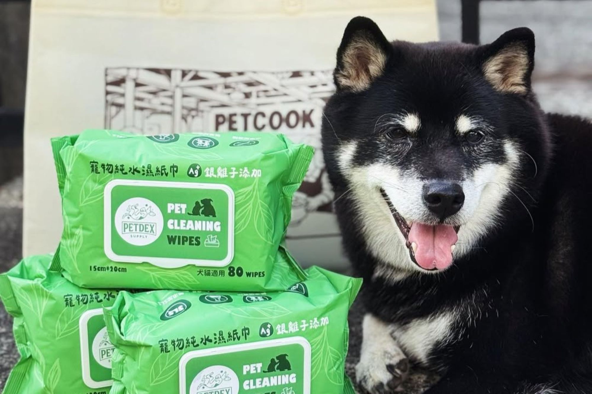 黑柴犬正面照，二戰期間柴犬曾瀕臨絕種