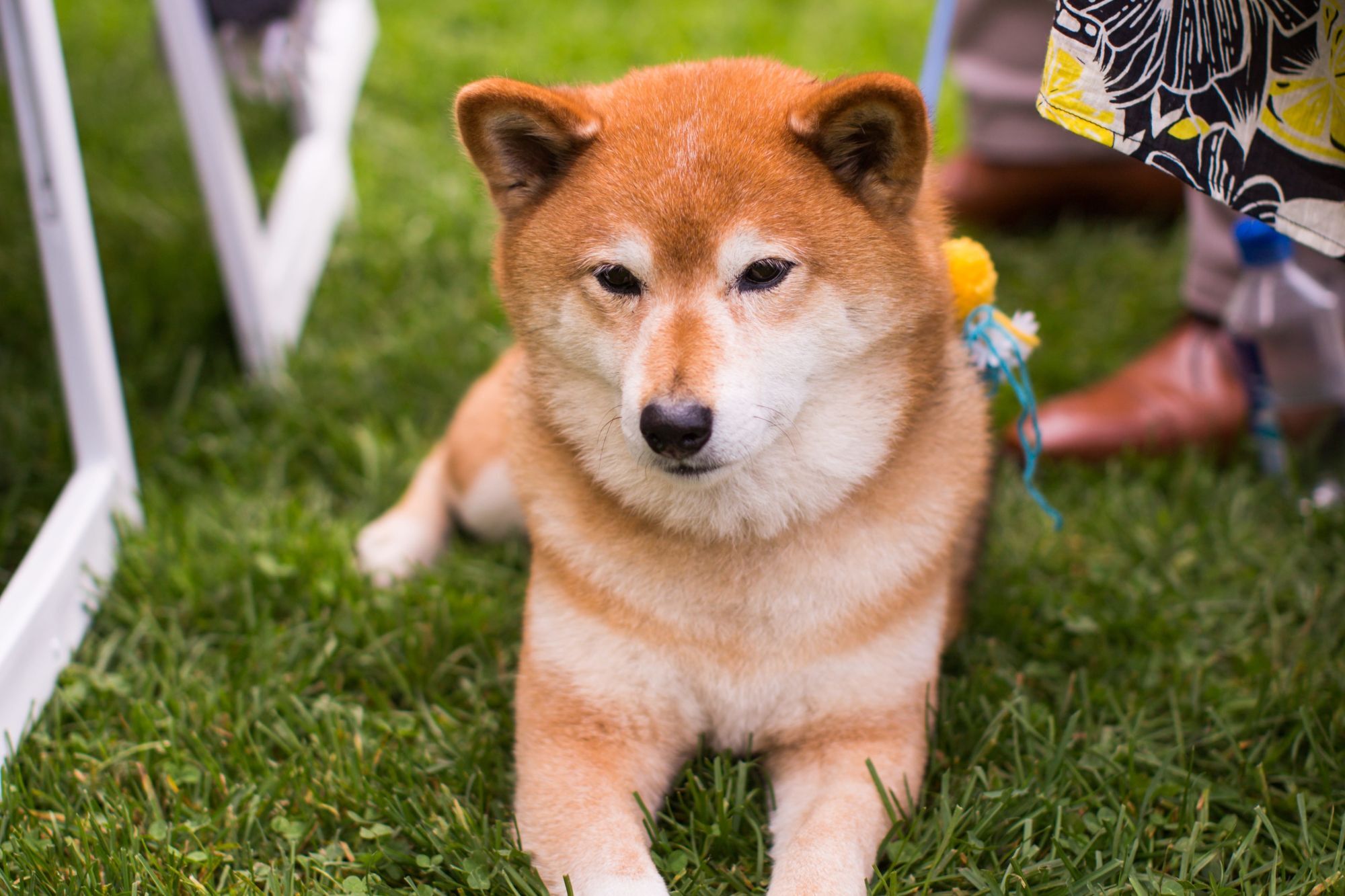 台灣柴犬在公園散步，台灣最受歡迎的中型犬之一