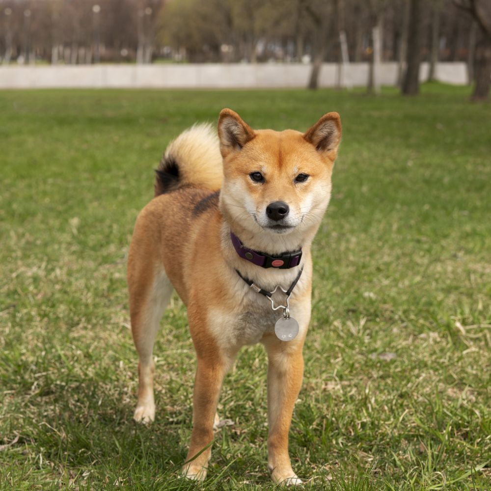 柴犬與秋田犬臉型對比，五官較俐落有神