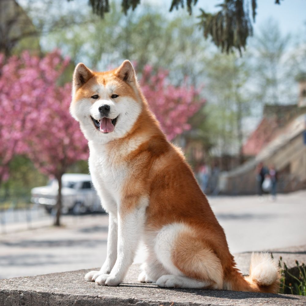 柴犬跟秋田犬體型對比，秋田犬體重約為柴犬三倍