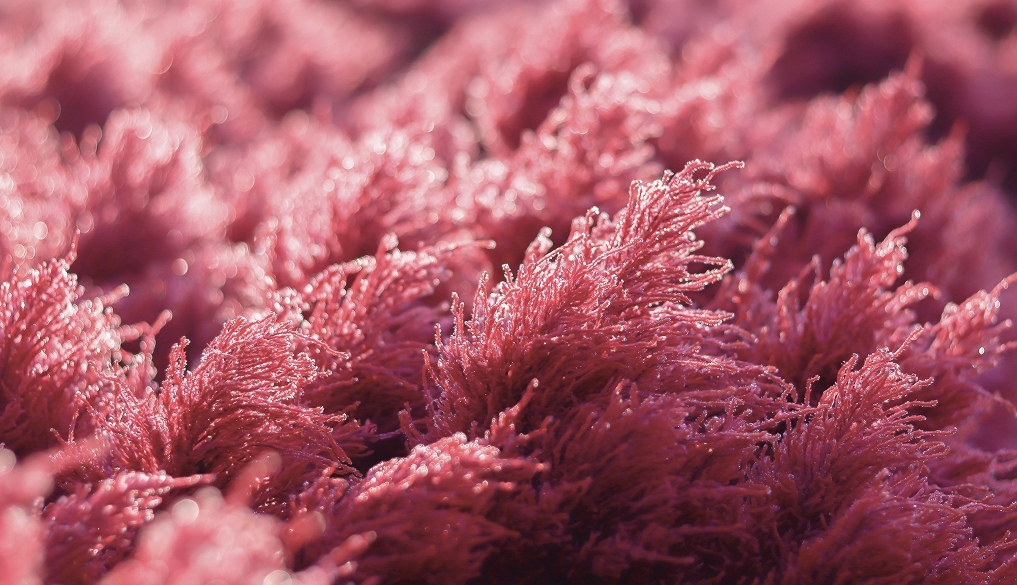 英國紅藻鈣示意圖