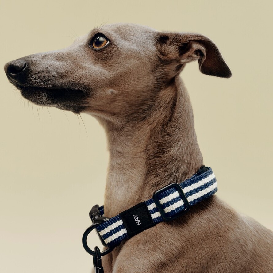 HAY Dogs Collar Flat / 寵物項圈