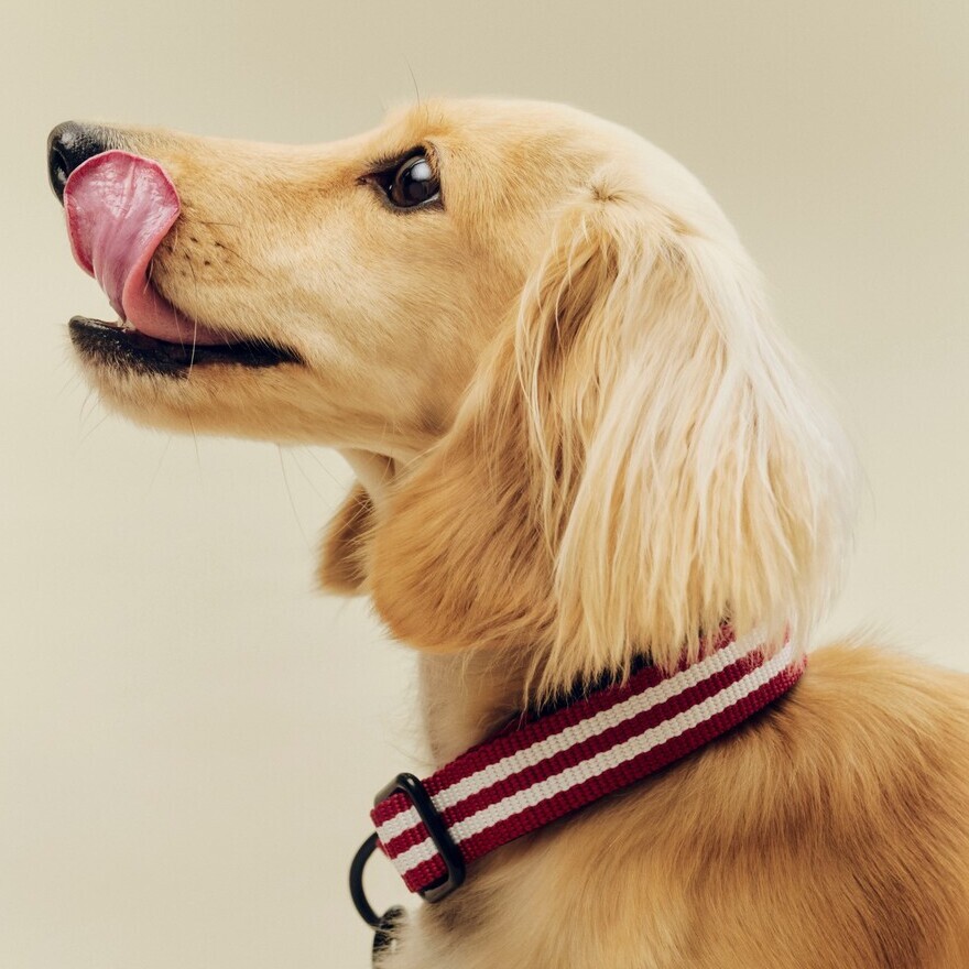 HAY Dogs Collar Flat / 寵物項圈