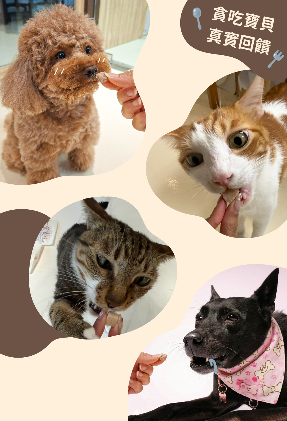 一食貪吃雙拼凍乾狗狗貓貓愛吃