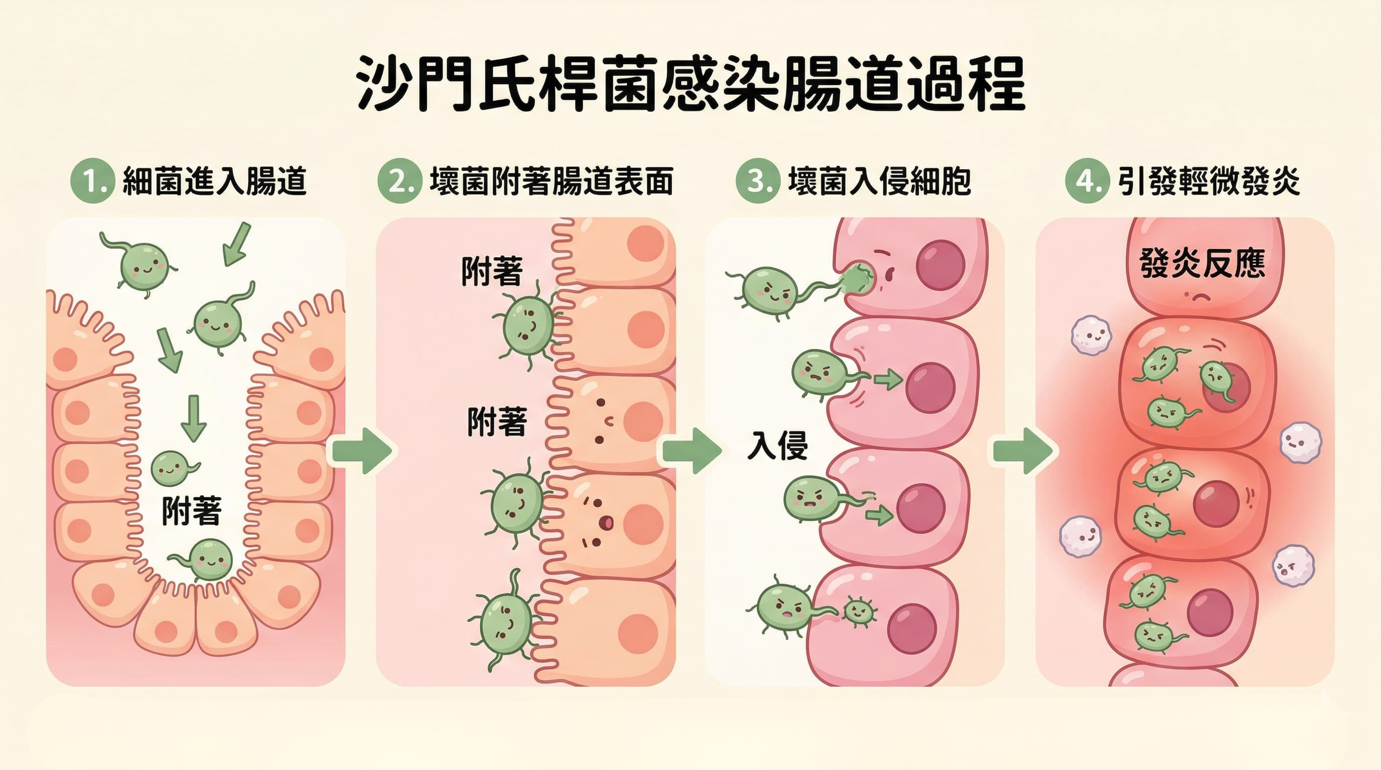 沙門氏桿菌感染腸道的四階段過程圖解