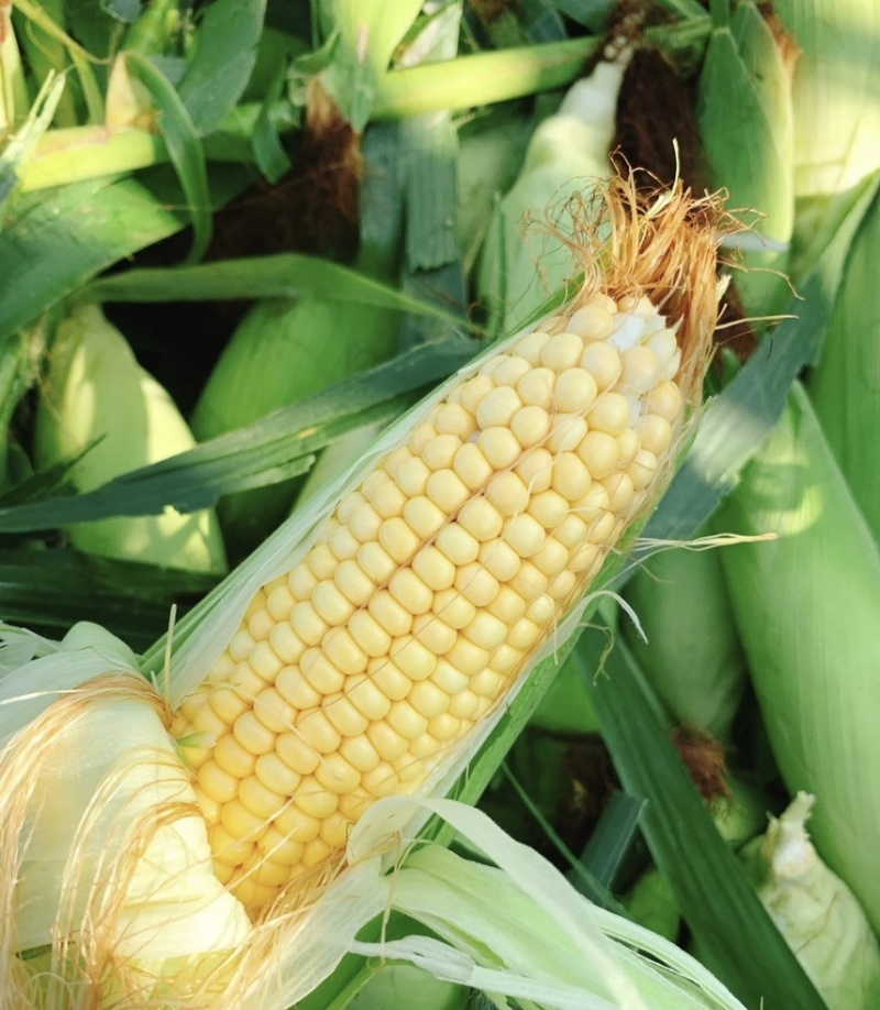 本地有機粟米 (3支/包)