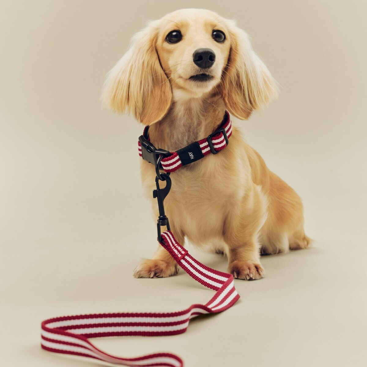 HAY Dogs Leash Flat / 寵物平款牽繩