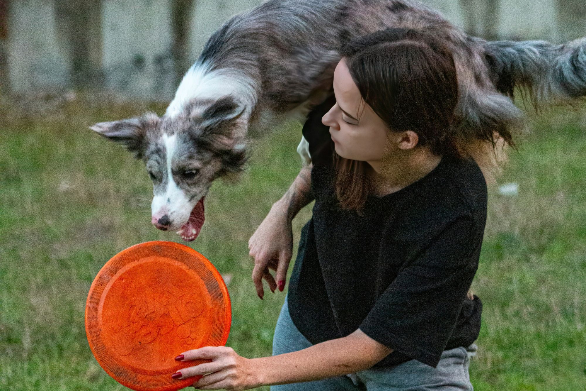 邊牧跟飼主在戶外玩飛盤