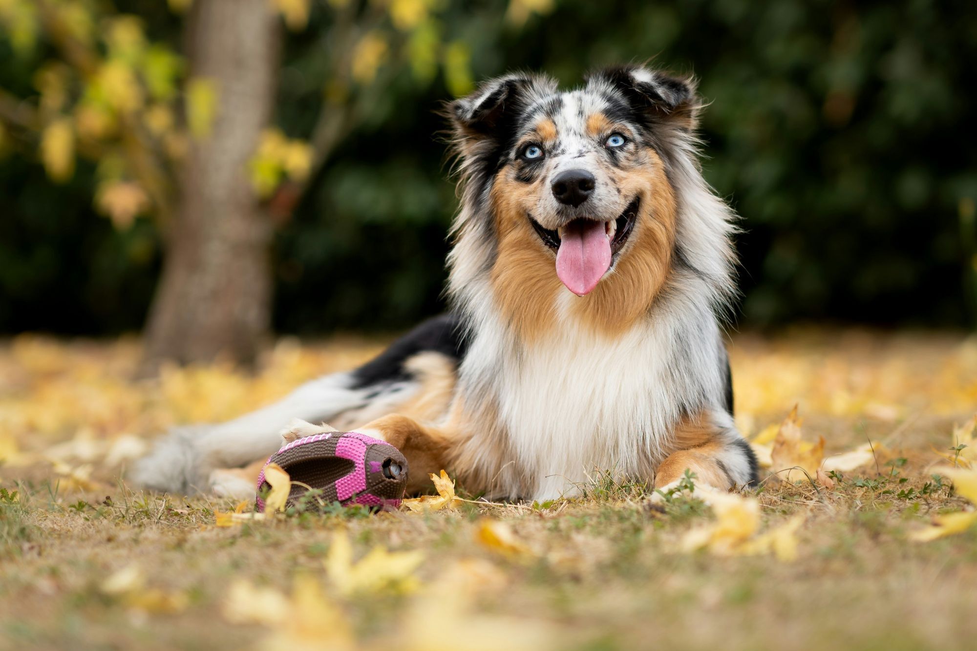 澳牧在草地玩玩具的照片