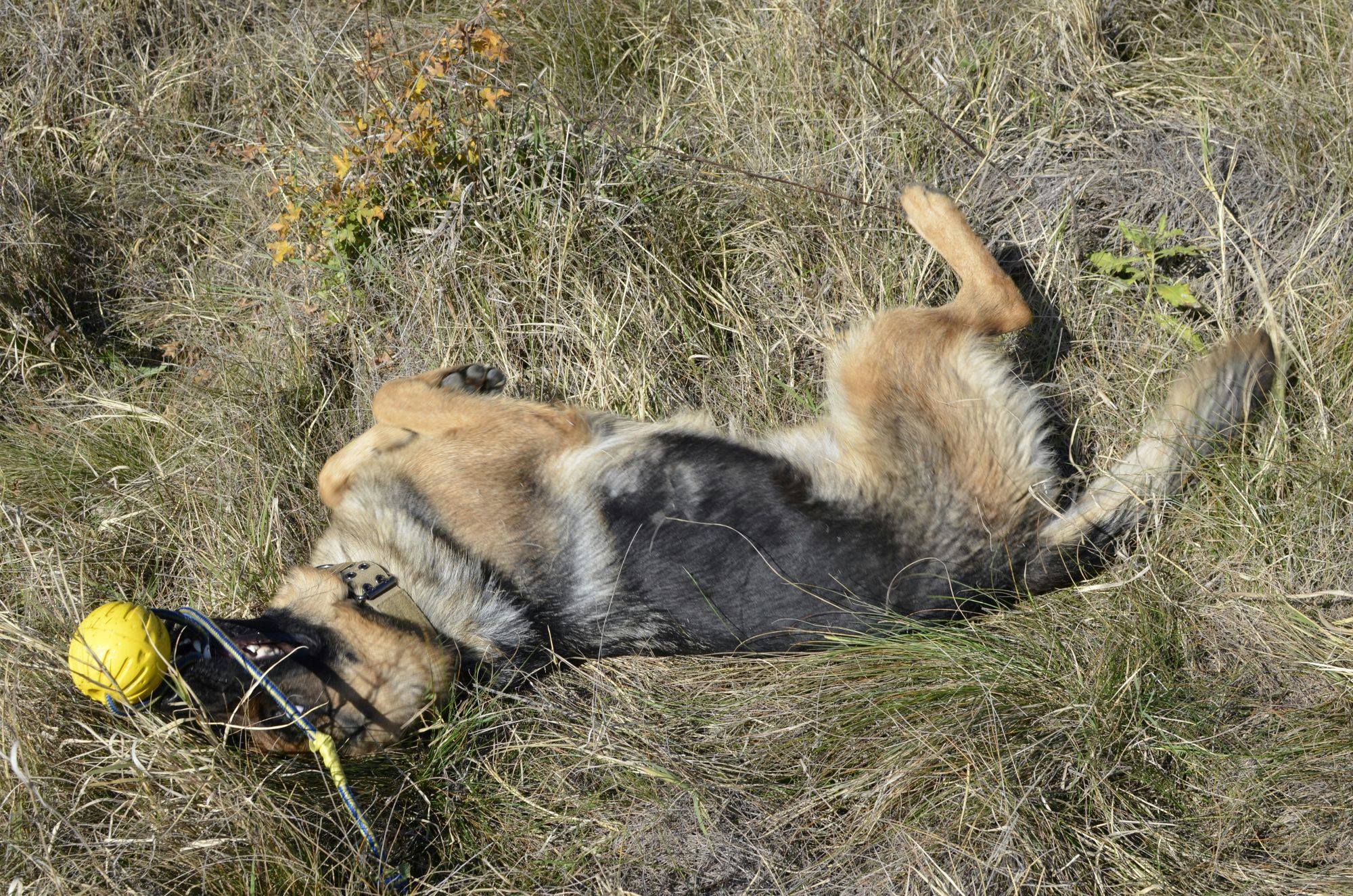 德牧在戶外玩球的照片,德牧不太適合小坪數空間