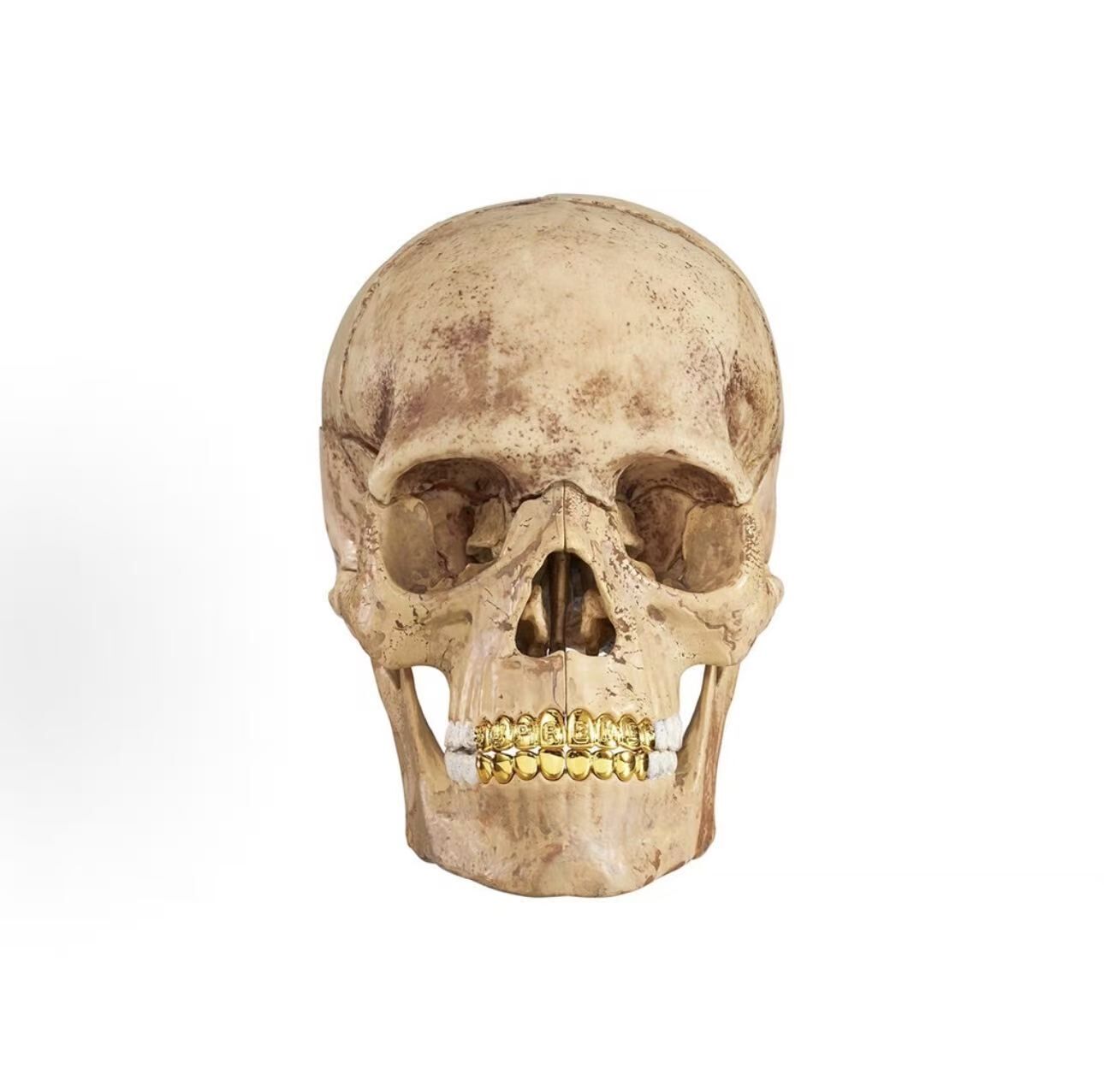 SUPREME 4D人體顱骨