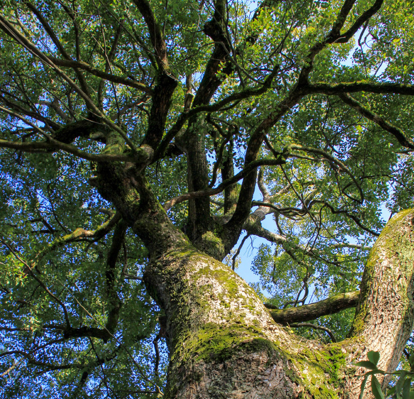 阿里山原生牛樟精油
