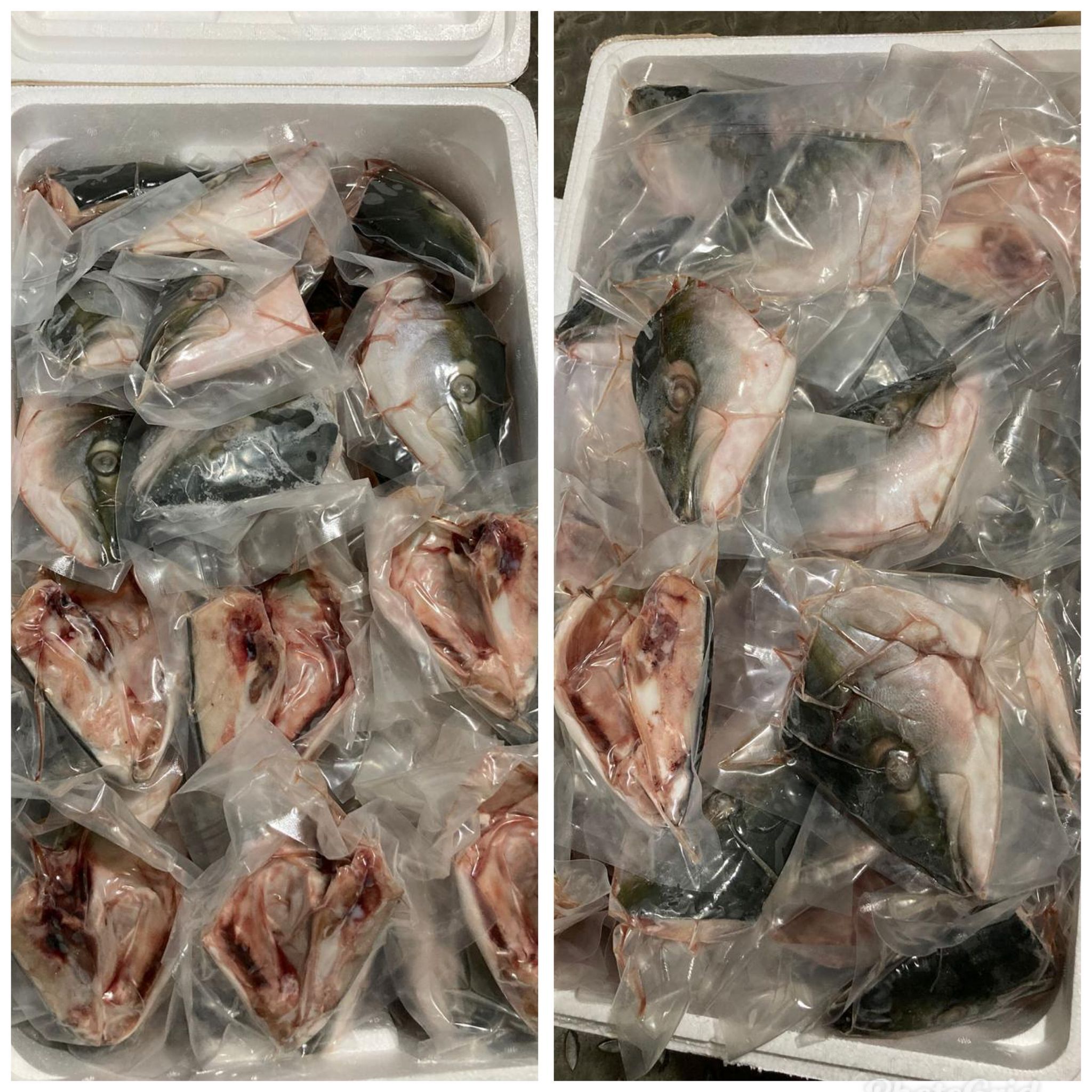 【急凍貨】0409 HKTVMall直播 日本油甘魚頭（半邊）3包