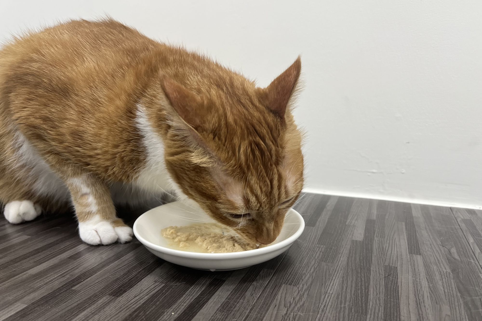 貓咪吃罐罐的照片,主食罐可以天天吃喔!