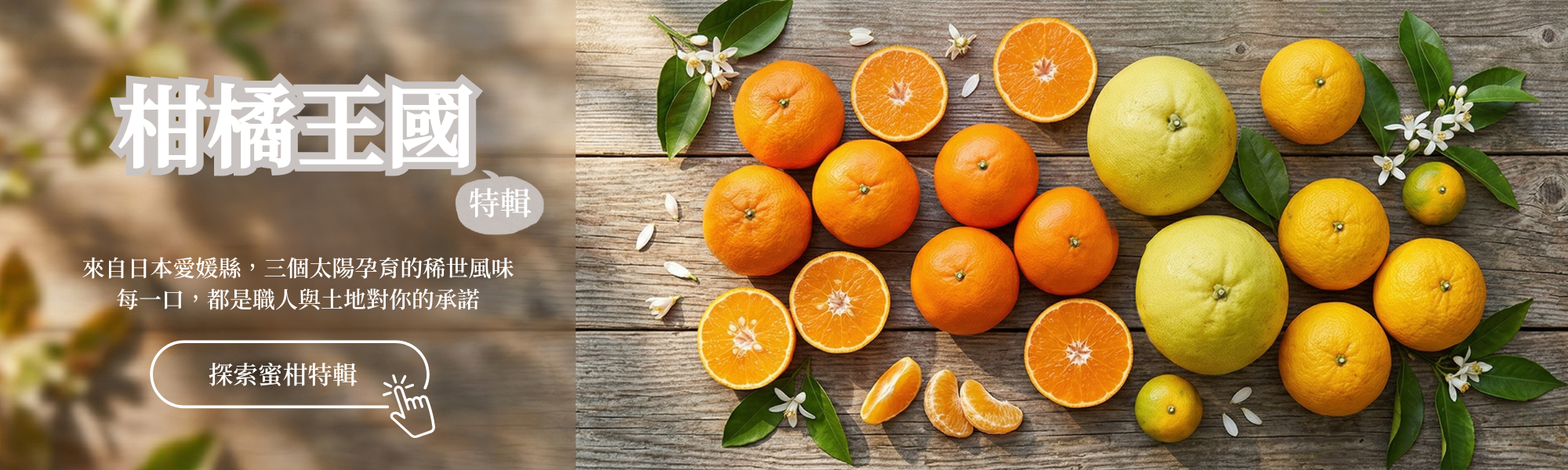 來自愛媛縣柑橘的特別企劃