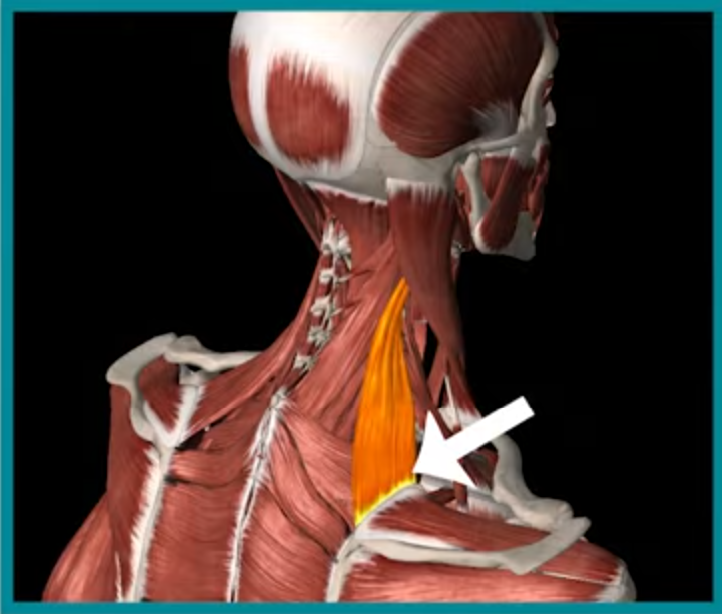 提肩胛肌位置示意圖