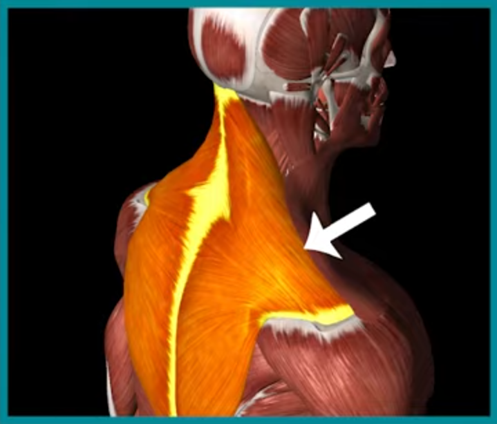 上斜方肌位置示意圖