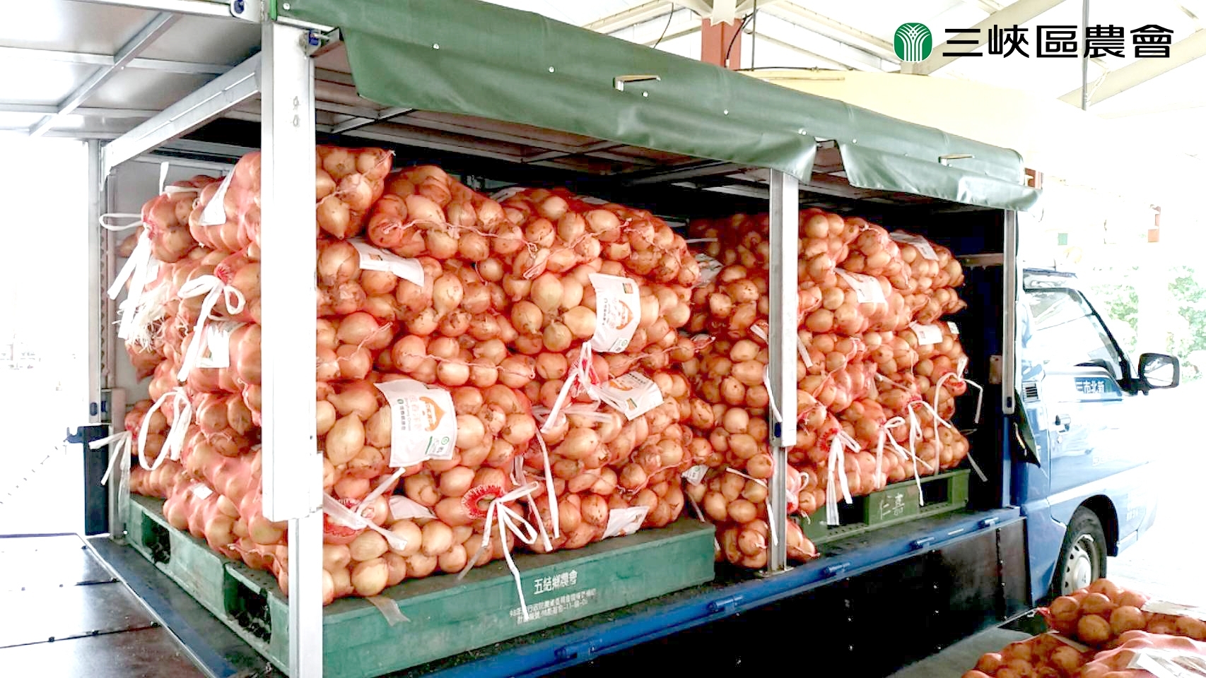 預購【04月28日(二)陸續到貨】 恆春農會💮產銷調節-洋蔥(大球/中球)