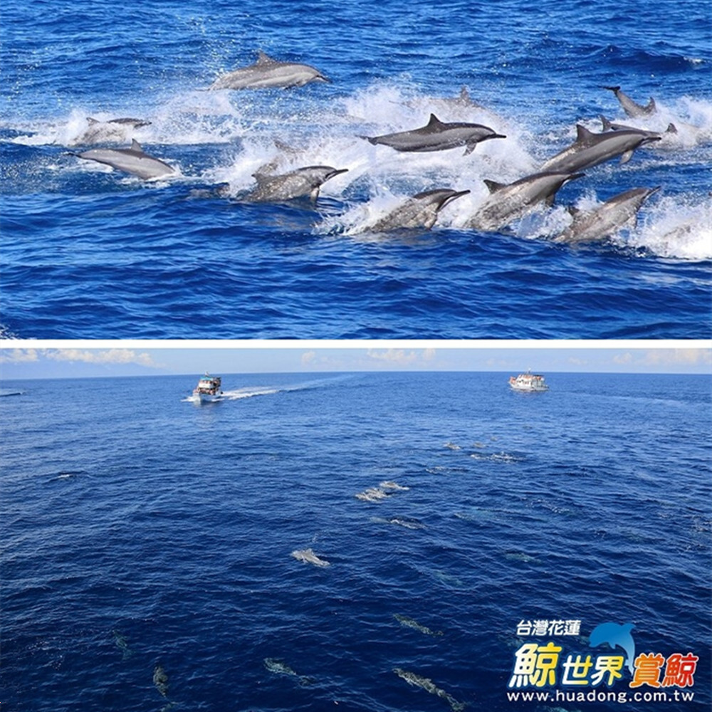 【花蓮】鯨世界 賞鯨豚生態之旅 乘船券 Ⓗ