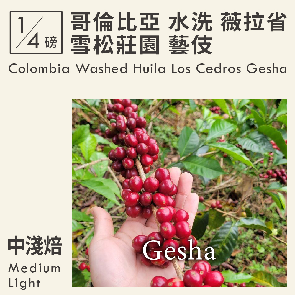 哥倫比亞 水洗 薇拉省 雪松莊園 藝伎  0.25磅