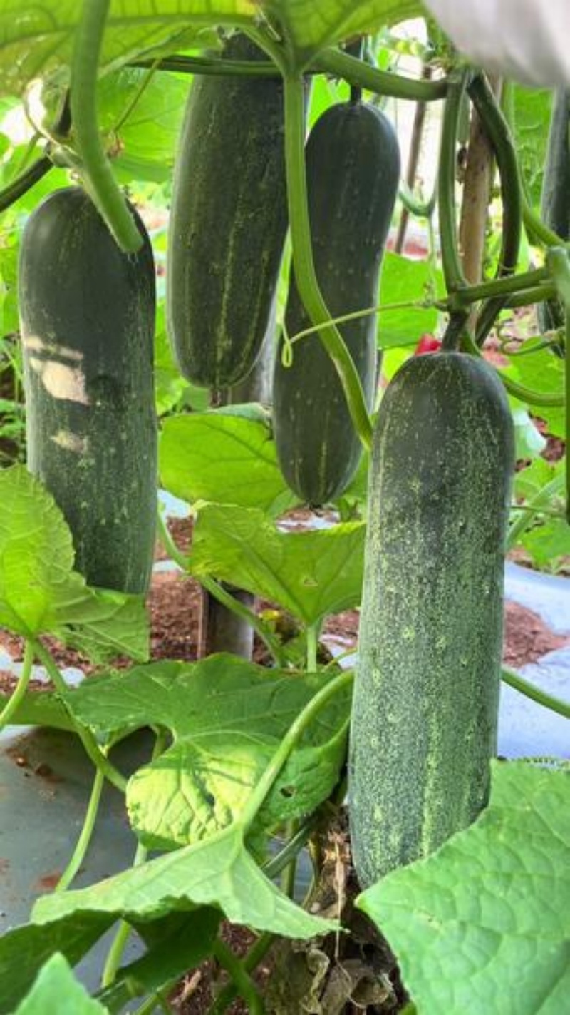 Local Organic Cucubmer (CATTY)