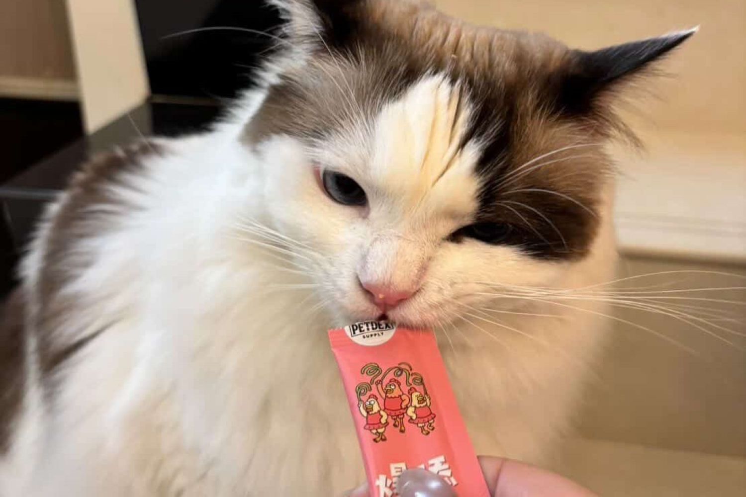 布偶貓吃肉泥條的照片，派庫爆舔藍藻雞是免疫保健的貓零食