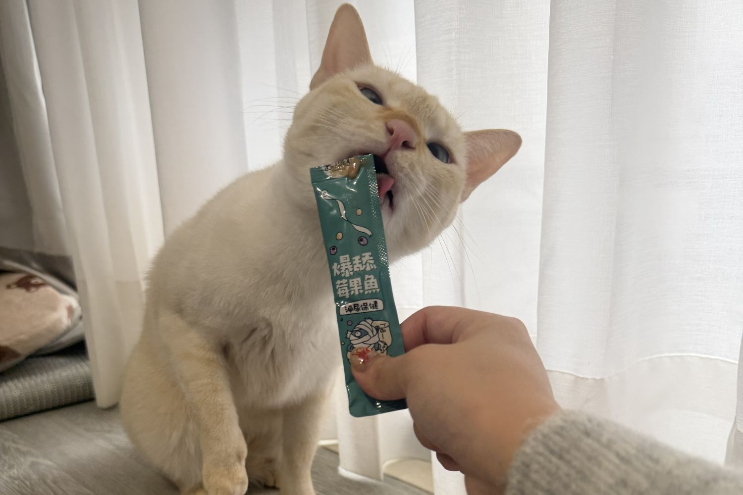 貓咪吃肉泥條的照片，派庫爆舔莓果魚是針對貓常見的泌尿保健。