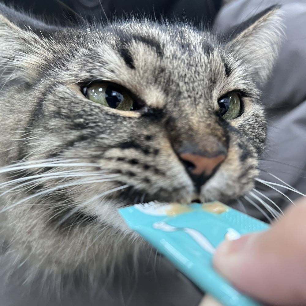 貓咪吃派庫肉泥條的照片