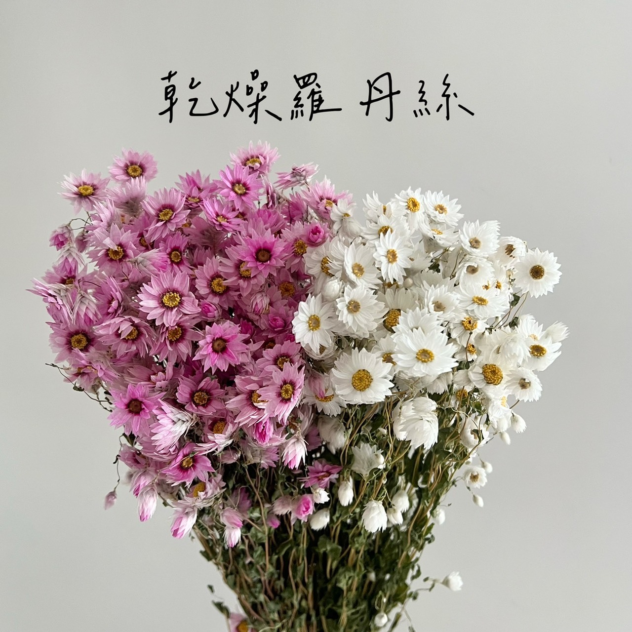乾燥羅丹絲