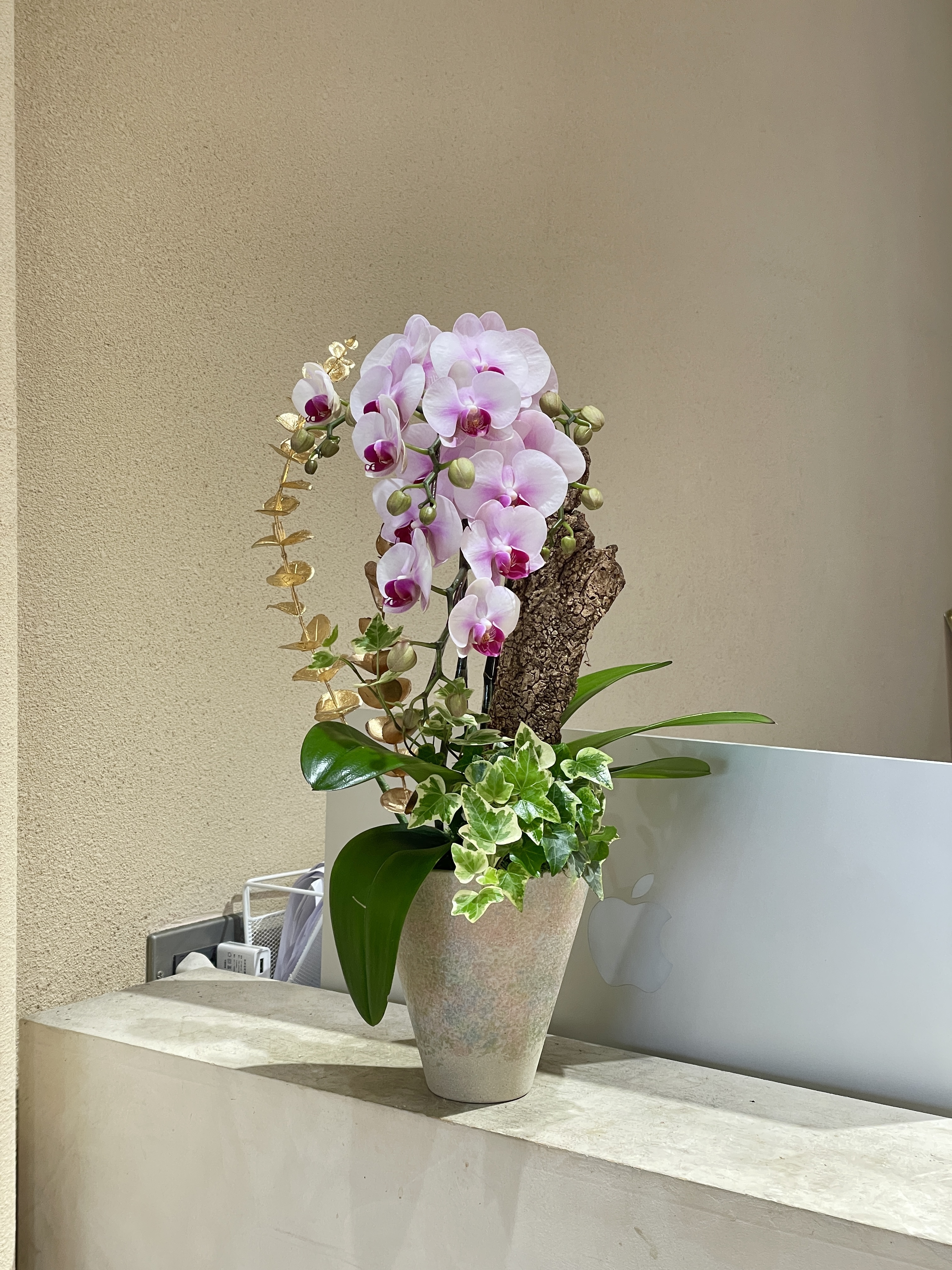 【現貨】蘭花-92