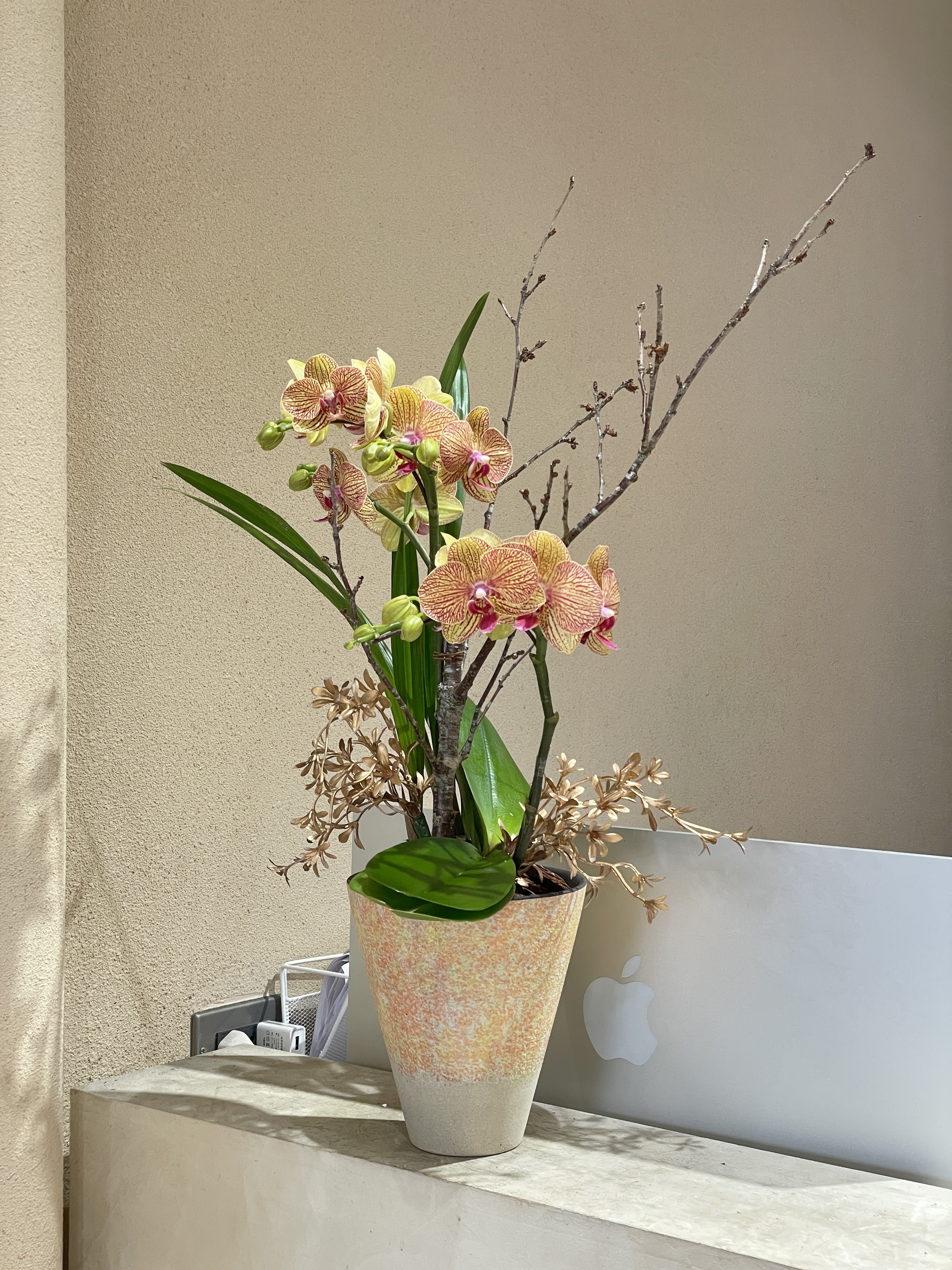 【現貨】蘭花-93