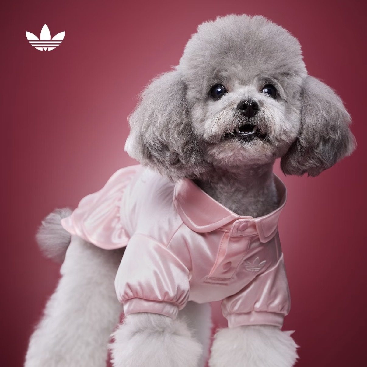 ADIDAS ORIGINALS 珠光粉 淡粉 粉紅色 公主風 珍珠LOGO 蛋糕裙擺 狗狗 貓貓 寵物衣服 / 預購