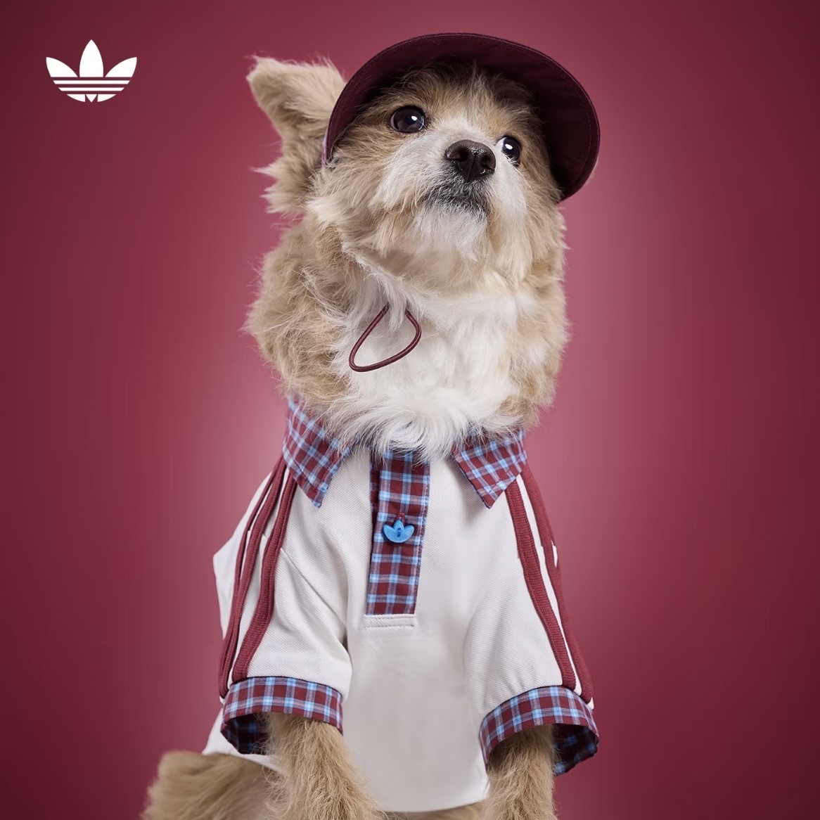 ADIDAS ORIGINALS 紅藍 白色格紋 拼接 POLO衫 翻領 狗狗 貓貓 寵物衣服 / 預購