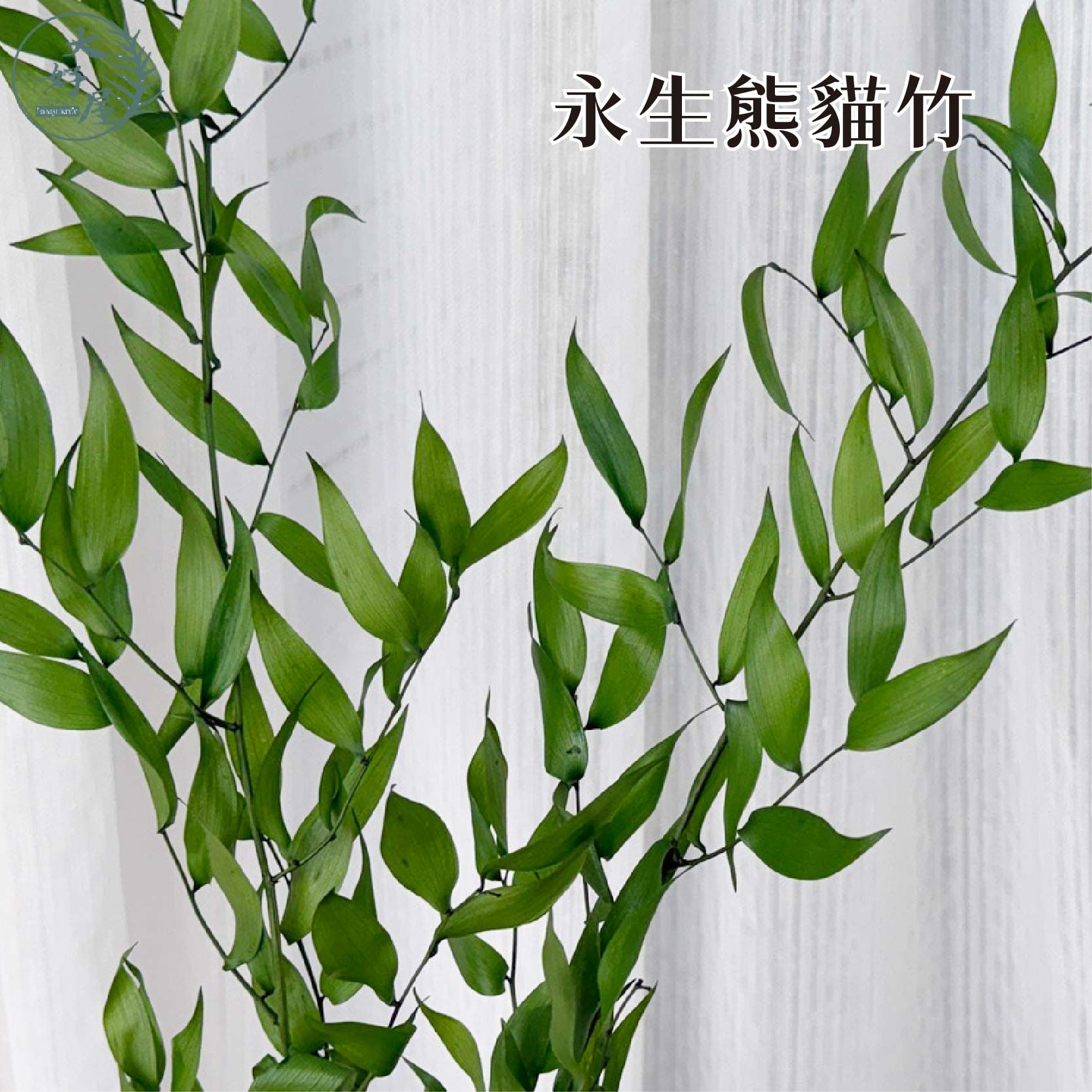 永生熊貓竹【大束】