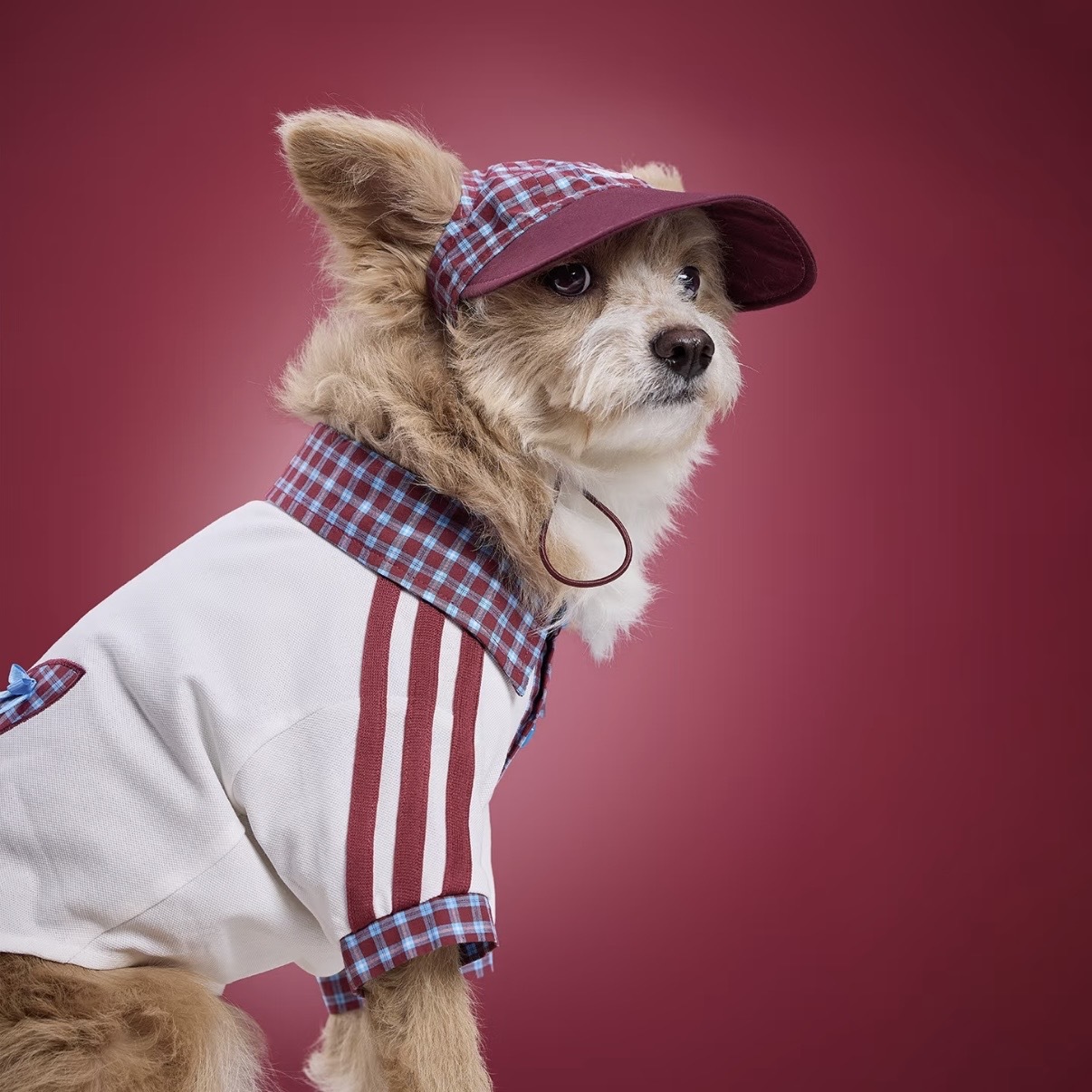 ADIDAS ORIGINALS 紅藍 酒紅 格紋 遮陽帽 露耳 狗狗 貓貓 寵物衣服 / 預購