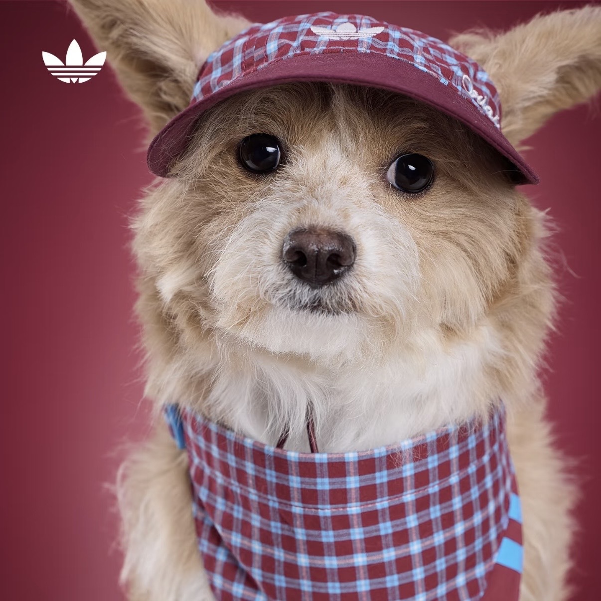 ADIDAS ORIGINALS 紅藍 酒紅 格紋 遮陽帽 露耳 狗狗 貓貓 寵物衣服 / 預購