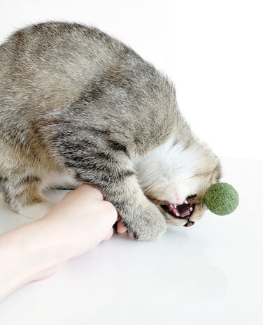 Catwant 貓玩具．貓薄荷棒棒糖