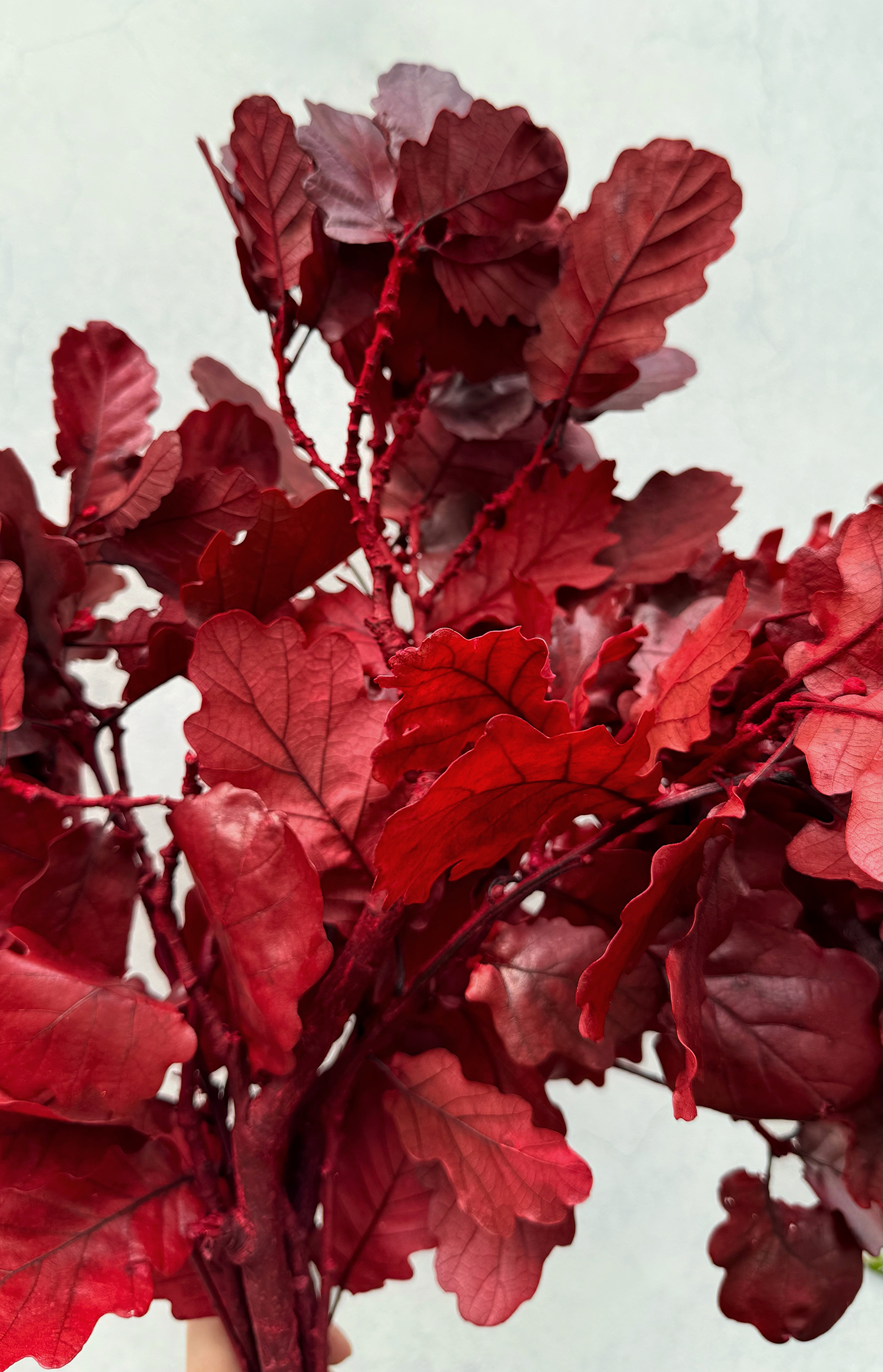 義大利不凋橡樹葉（多色）