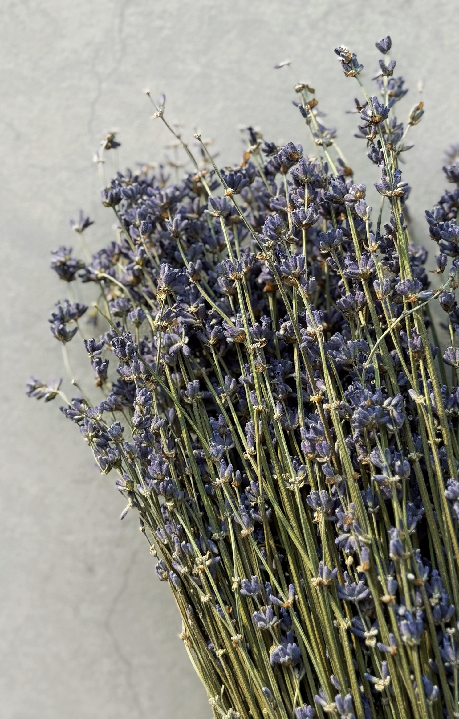 義大利乾燥薰衣草