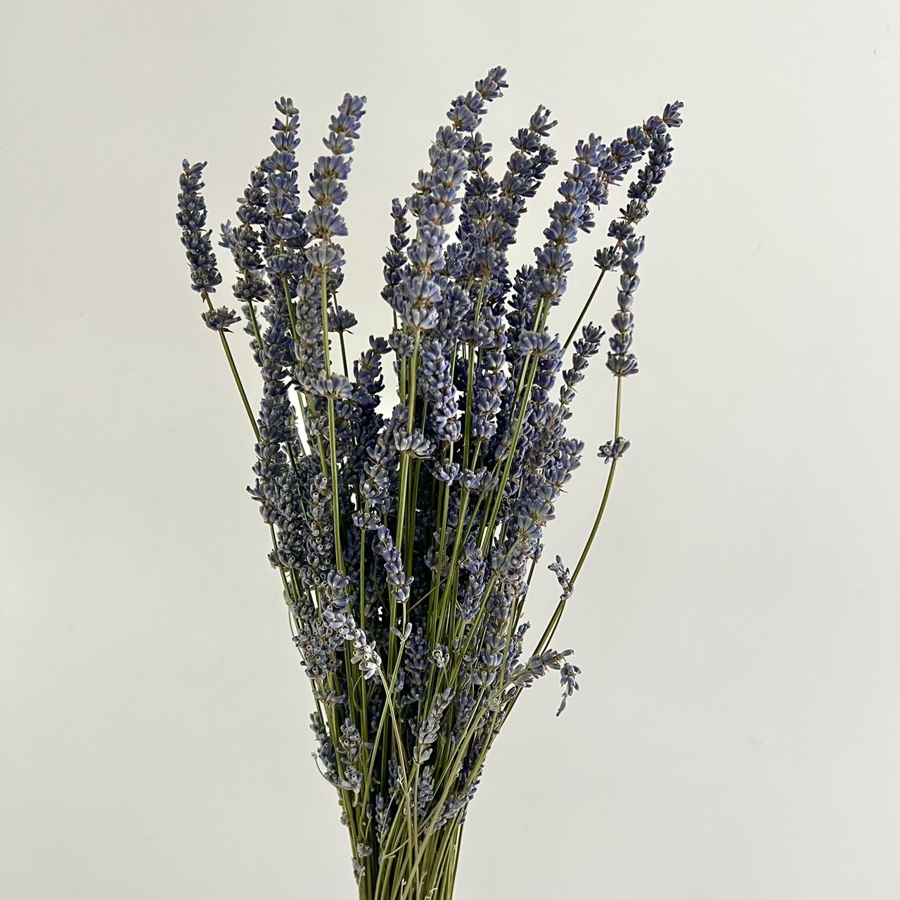 法國乾燥薰衣草(原裝)